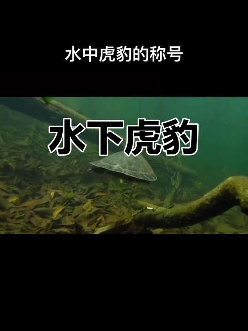 長的像龍魚的小型魚是什么魚圖片 長的像龍魚的小型魚是什么魚圖片 龍魚百科 第6張