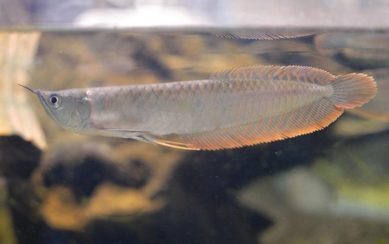 長的像龍魚的小型魚是什么魚圖片 長的像龍魚的小型魚是什么魚圖片 龍魚百科 第7張