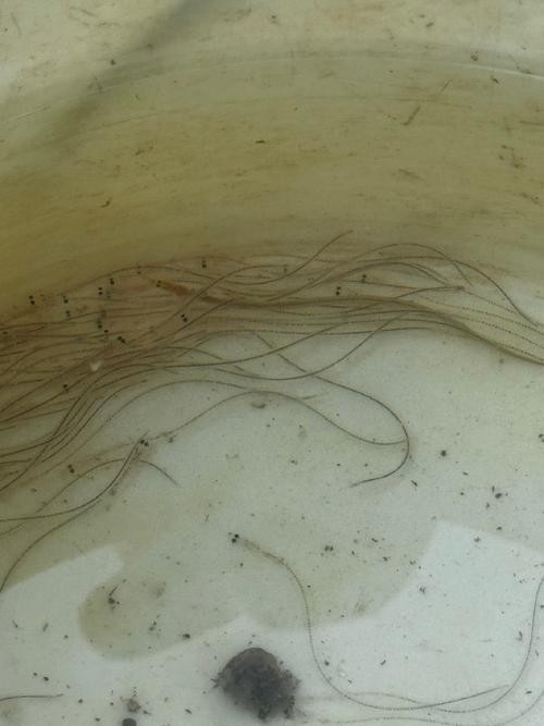長的像龍魚的小型魚是什么魚圖片 長的像龍魚的小型魚是什么魚圖片 龍魚百科 第18張