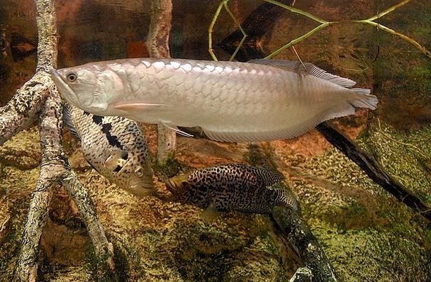 長的像龍魚的小型魚是什么魚圖片 長的像龍魚的小型魚是什么魚圖片 龍魚百科 第1張