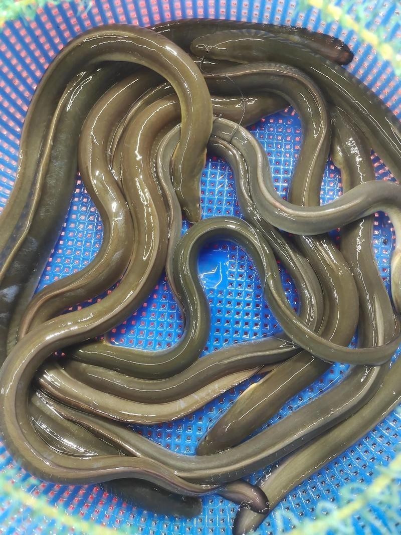 長的像龍魚的小型魚是什么魚圖片 長的像龍魚的小型魚是什么魚圖片 龍魚百科 第23張