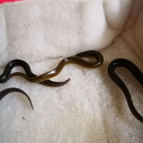 長的像龍魚的小型魚是什么魚圖片 長的像龍魚的小型魚是什么魚圖片 龍魚百科 第20張
