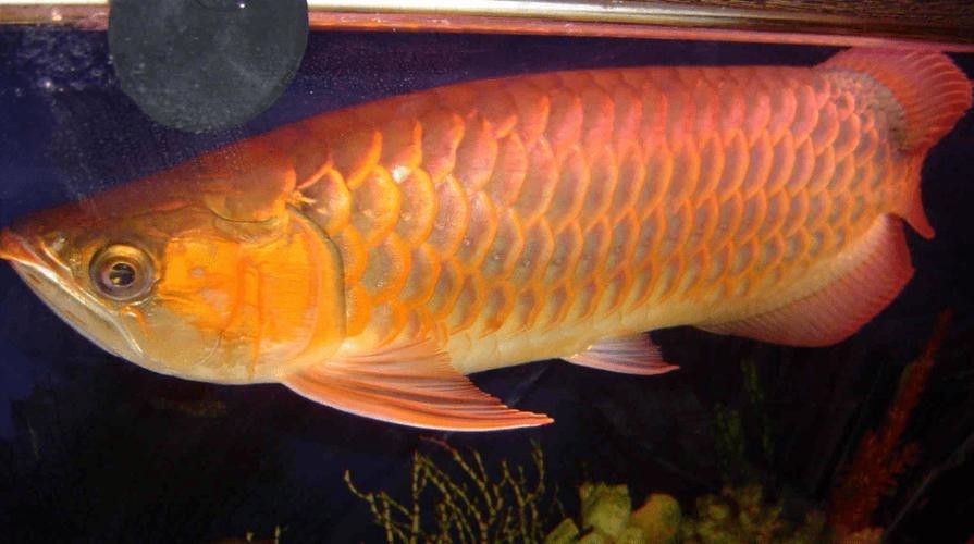 長的像龍魚的小型魚是什么魚圖片 長的像龍魚的小型魚是什么魚圖片 龍魚百科 第16張