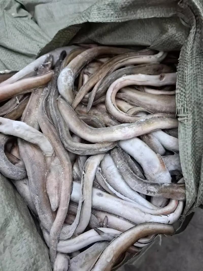 長的像龍魚的小型魚是什么魚圖片 長的像龍魚的小型魚是什么魚圖片 龍魚百科 第25張