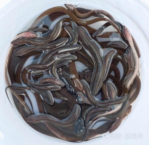 長的像龍魚的小型魚是什么魚圖片 長的像龍魚的小型魚是什么魚圖片 龍魚百科 第21張