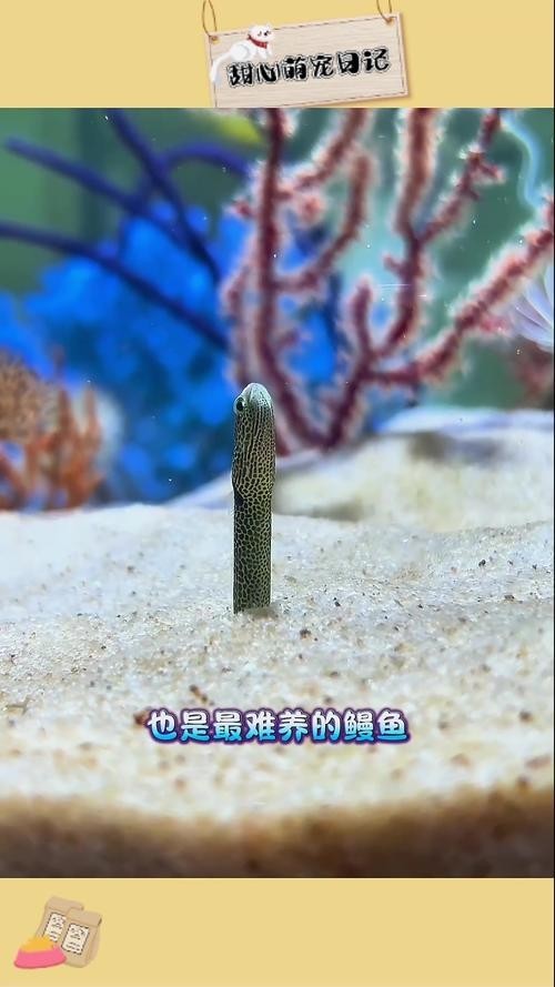 長的像龍魚的小型魚是什么魚圖片 長的像龍魚的小型魚是什么魚圖片 龍魚百科 第26張