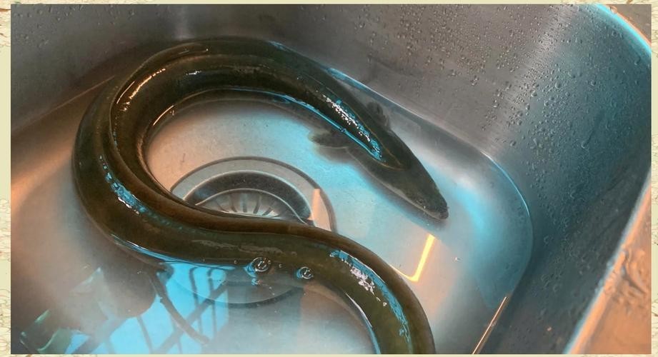 長的像龍魚的小型魚是什么魚圖片 長的像龍魚的小型魚是什么魚圖片 龍魚百科 第19張