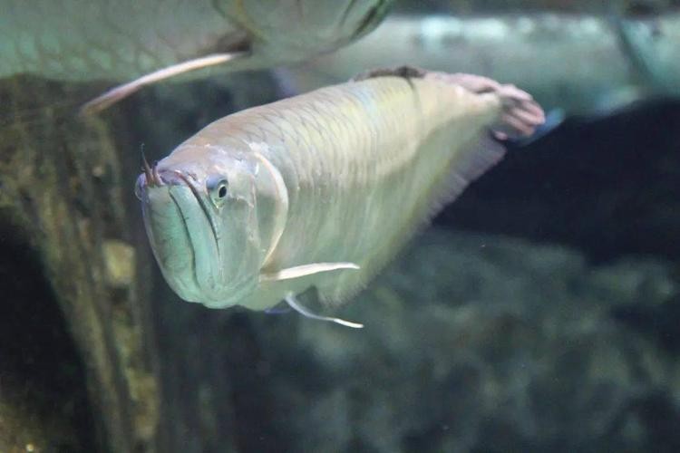 長的像龍魚的小型魚是什么魚圖片 長的像龍魚的小型魚是什么魚圖片 龍魚百科 第14張