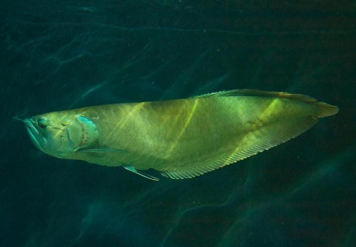 長的像龍魚的小型魚是什么魚圖片 長的像龍魚的小型魚是什么魚圖片 龍魚百科 第9張