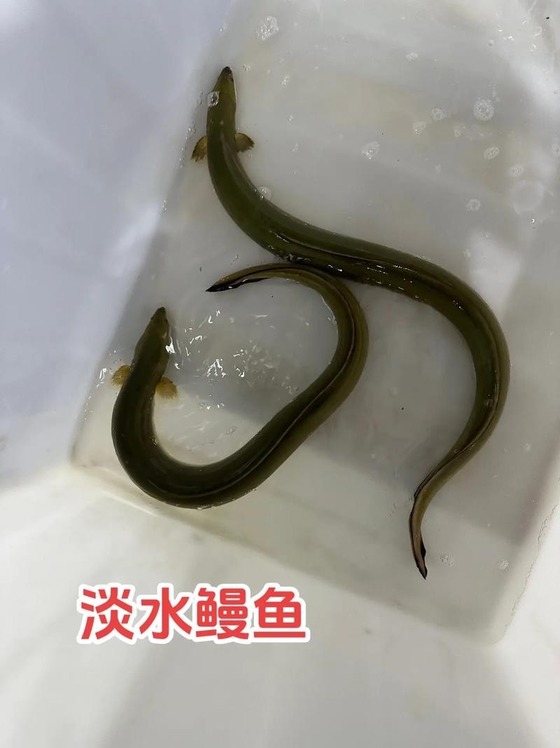 長的像龍魚的小型魚是什么魚圖片 長的像龍魚的小型魚是什么魚圖片 龍魚百科 第27張