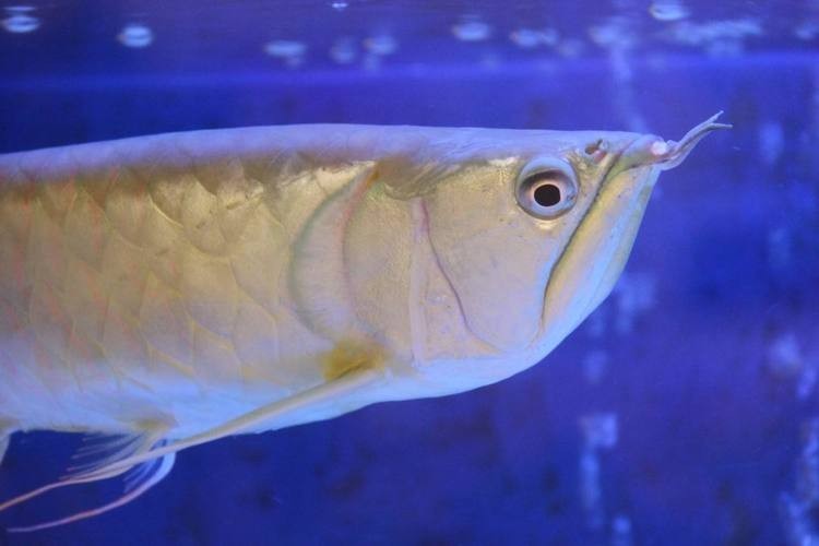長的像龍魚的小型魚是什么魚圖片 長的像龍魚的小型魚是什么魚圖片 龍魚百科 第10張