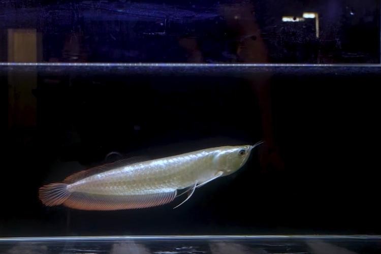 長的像龍魚的小型魚是什么魚圖片 長的像龍魚的小型魚是什么魚圖片 龍魚百科 第13張