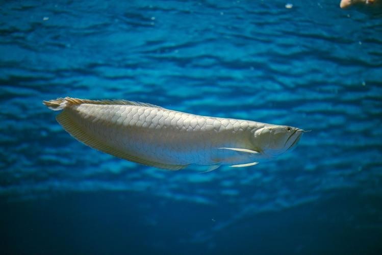 長的像龍魚的小型魚是什么魚圖片 長的像龍魚的小型魚是什么魚圖片 龍魚百科 第11張