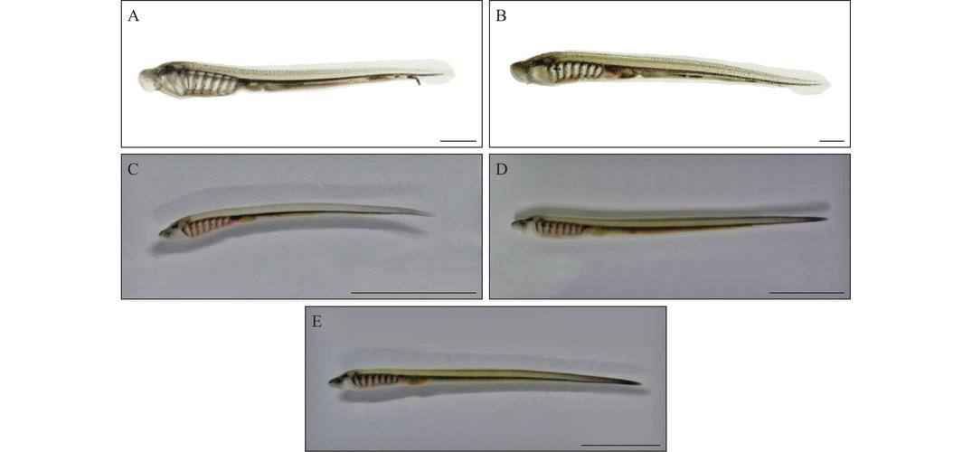 長的像龍魚的小型魚是什么魚圖片 長的像龍魚的小型魚是什么魚圖片 龍魚百科 第28張