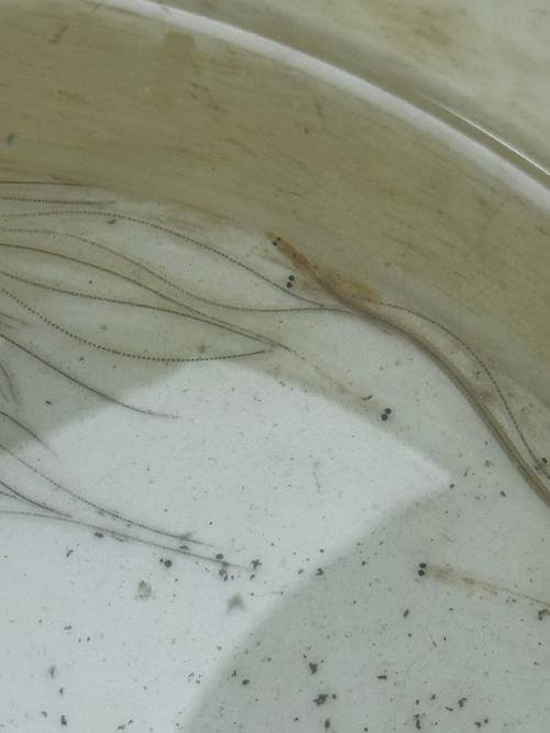 長的像龍魚的小型魚是什么魚圖片 長的像龍魚的小型魚是什么魚圖片 龍魚百科 第22張
