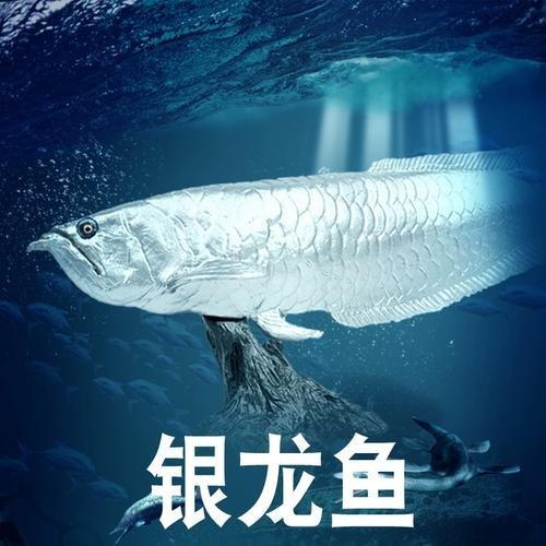 長的像龍魚的小型魚是什么魚圖片 長的像龍魚的小型魚是什么魚圖片 龍魚百科 第8張