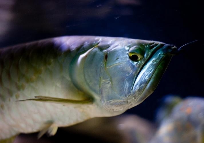 長的像龍魚的小型魚是什么魚圖片 長的像龍魚的小型魚是什么魚圖片 龍魚百科 第12張