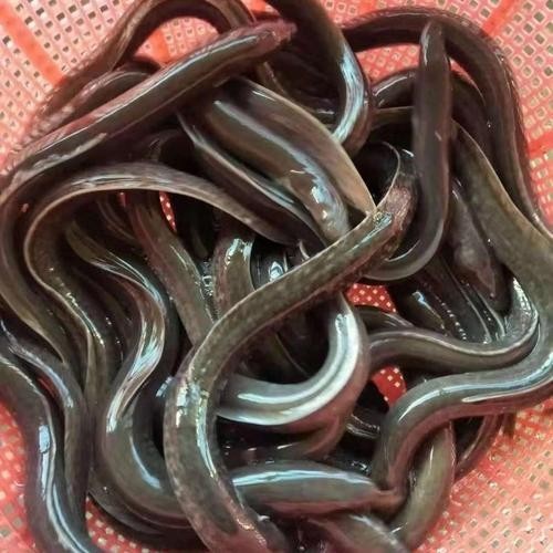 長的像龍魚的小型魚是什么魚圖片 長的像龍魚的小型魚是什么魚圖片 龍魚百科 第32張