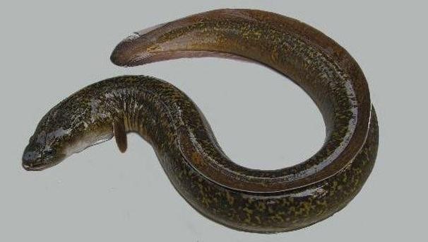 長的像龍魚的小型魚是什么魚圖片 長的像龍魚的小型魚是什么魚圖片 龍魚百科 第29張
