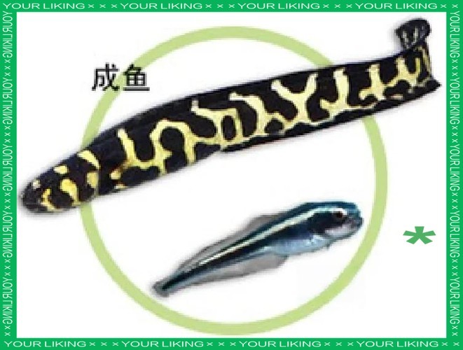 長的像龍魚的小型魚是什么魚圖片 長的像龍魚的小型魚是什么魚圖片 龍魚百科 第33張