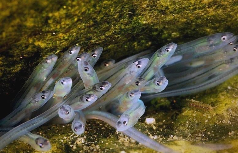 長的像龍魚的小型魚是什么魚圖片 長的像龍魚的小型魚是什么魚圖片 龍魚百科 第34張