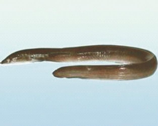長的像龍魚的小型魚是什么魚圖片 長的像龍魚的小型魚是什么魚圖片 龍魚百科 第31張