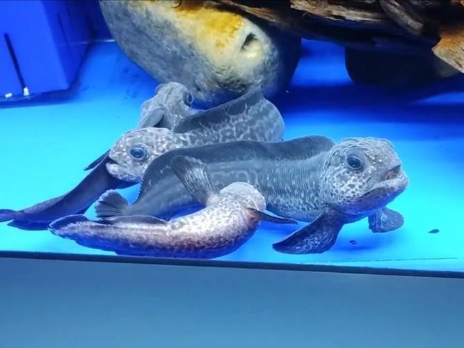 長的像龍魚的小型魚是什么魚圖片 長的像龍魚的小型魚是什么魚圖片 龍魚百科 第36張