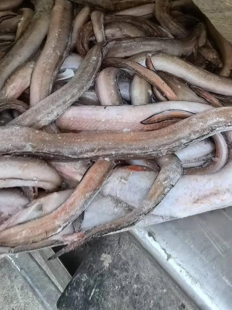 長的像龍魚的小型魚是什么魚圖片 長的像龍魚的小型魚是什么魚圖片 龍魚百科 第30張