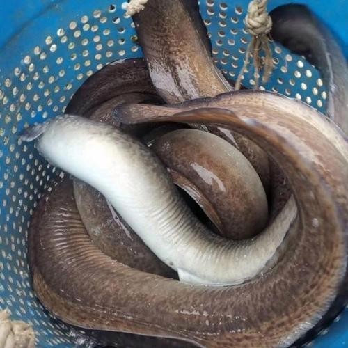 長的像龍魚的小型魚是什么魚圖片 長的像龍魚的小型魚是什么魚圖片 龍魚百科 第37張