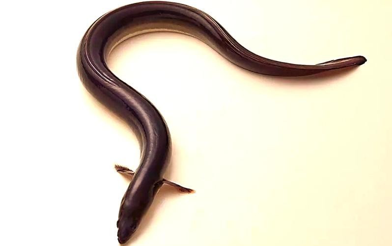 長的像龍魚的小型魚是什么魚圖片 長的像龍魚的小型魚是什么魚圖片 龍魚百科 第35張