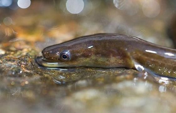 長的像龍魚的小型魚是什么魚圖片 長的像龍魚的小型魚是什么魚圖片 龍魚百科 第38張