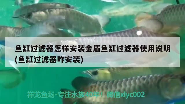 銀龍魚爛鱗怎么治療圖片視頻講解（銀龍魚魚鱗潰爛）
