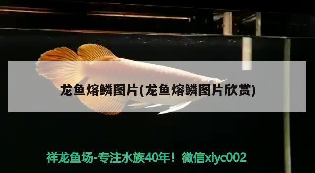 銀龍魚爛鱗怎么治療圖片視頻講解（銀龍魚魚鱗潰爛）