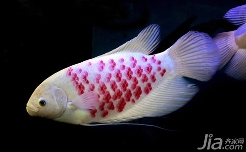 100種魚寶圖片 龍魚百科 第4張 100種魚寶圖片 100種魚寶圖片 龍魚百科 第4張