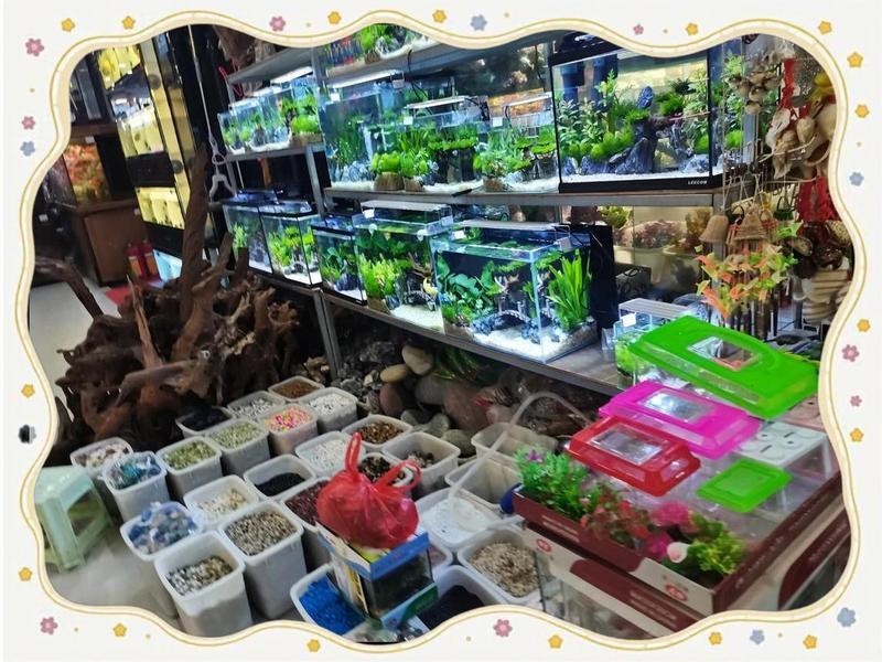 芳村龍魚批發市場的營業時間