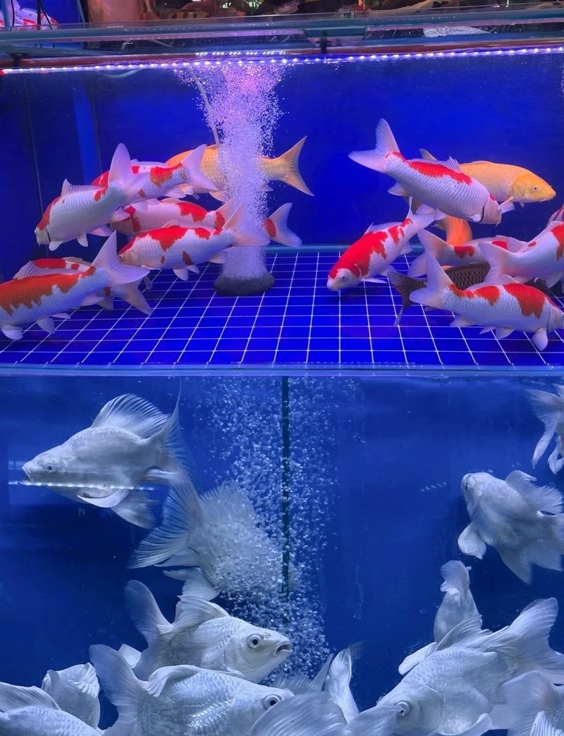 芳村龍魚批發市場的營業時間