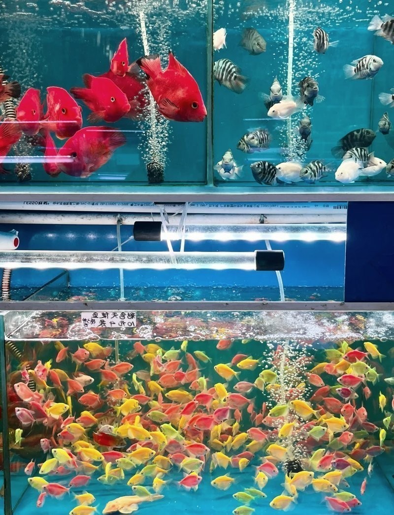 芳村龍魚批發市場的營業時間