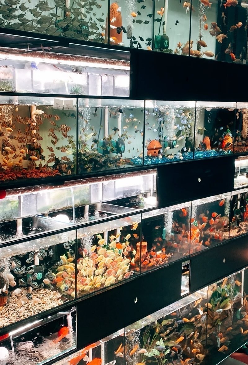芳村龍魚批發市場的營業時間