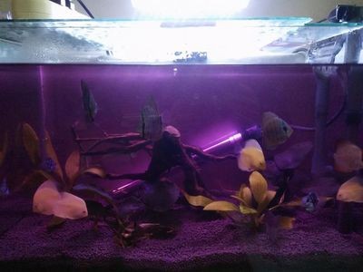 夜間魚缸照明對魚的影響：夜間照明對魚的影響 夜間魚缸照明對魚的影響：夜間照明對魚的影響 魚缸百科 第1張