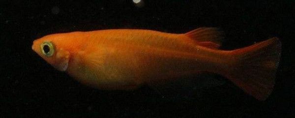 夜間魚缸照明對魚的影響：夜間照明對魚的影響 夜間魚缸照明對魚的影響：夜間照明對魚的影響 魚缸百科 第3張