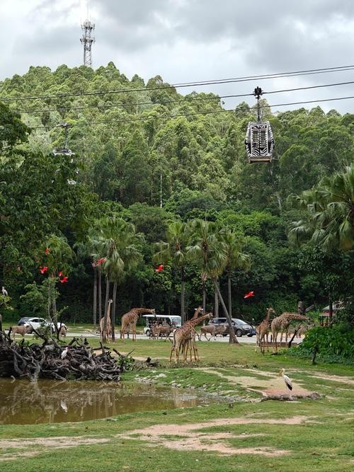 廣州長隆野生動(dòng)物園開放時(shí)間是？