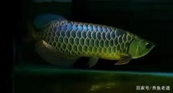 魚(yú)缸背景顏色的選擇：水草缸選擇背景顏色的影響因素 魚(yú)缸背景顏色的選擇：水草缸選擇背景顏色的影響因素 魚(yú)缸百科 第4張