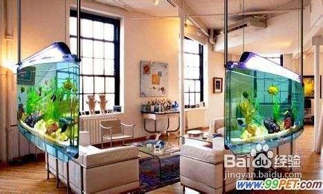 如何減少魚缸內領地沖突：減少魚缸內領地沖突的方法