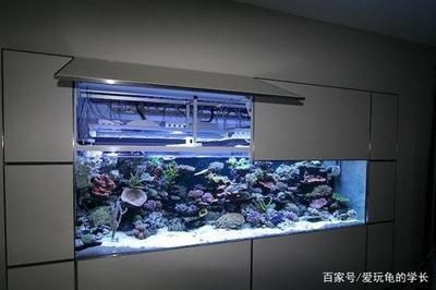 好魚缸有哪些標準（好魚缸有哪些標準選擇一個好的魚缸不僅關乎魚兒健康）