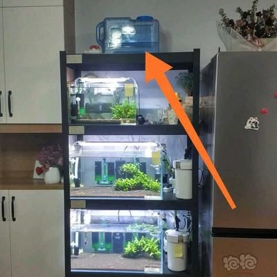 好魚缸有哪些標準（好魚缸有哪些標準選擇一個好的魚缸不僅關乎魚兒健康）