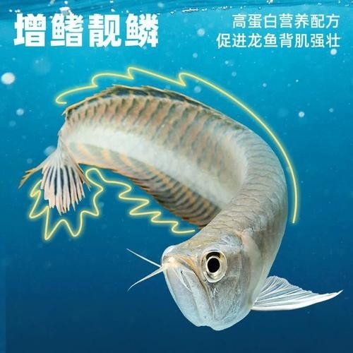 給我推薦一些紅龍魚飼料品牌 給我推薦一些紅龍魚飼料品牌 2025長城杯龍魚大賽 第4張