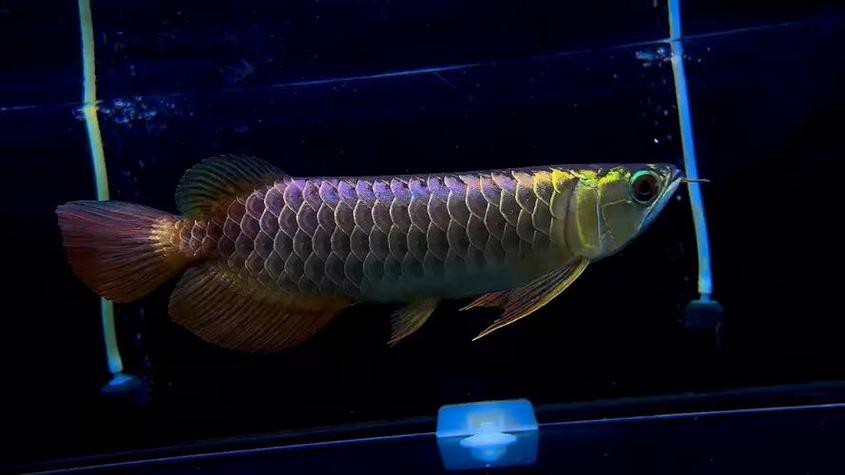 藍色的龍魚多少錢一條圖片