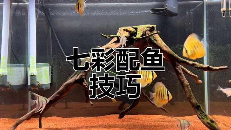 虎與七彩混養(yǎng)