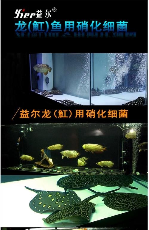 龍魚專用硝化細菌有哪些推薦？