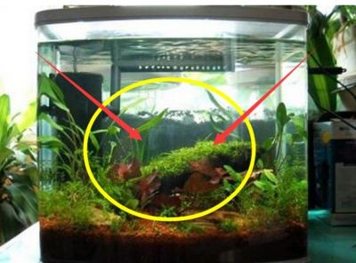 風水學中的魚缸不宜擺放在財神之下應該放在財神之下：后院養魚的風水原則